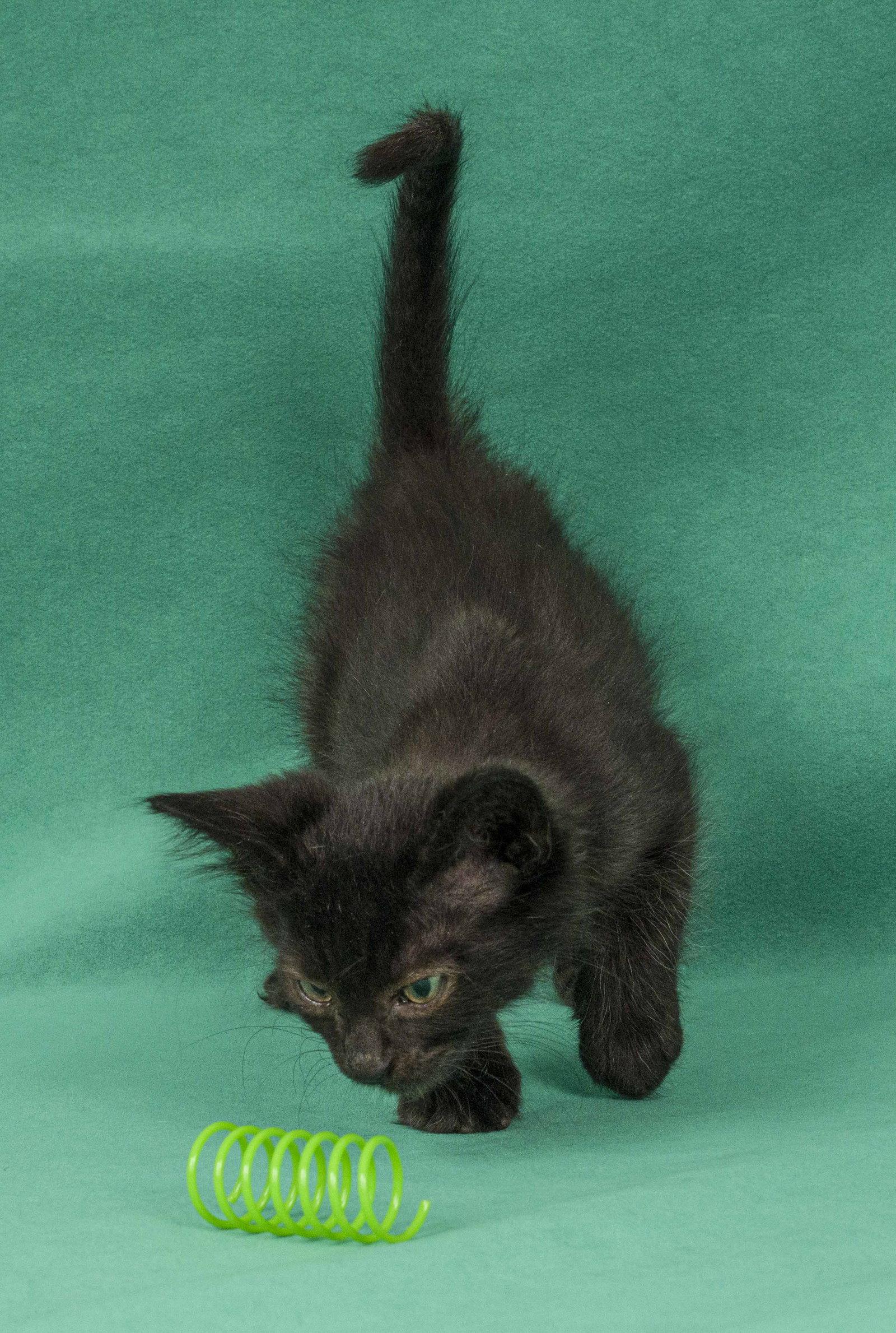 Enlarge Wren, a Adopted Domestic Short Hair in Davis, CA image 3/3