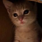 Enlarge William, a Adoptable Domestic Short Hair in Edwards, IL image 1/1