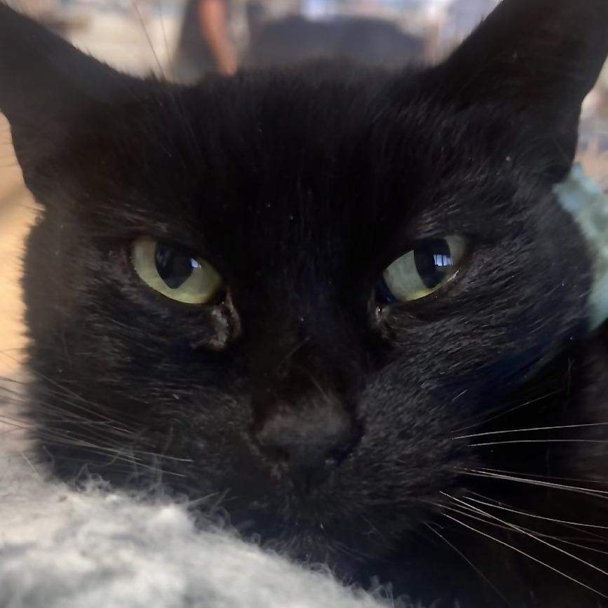 Baby Girl, a Adoptable Domestic Short Hair in Galveston, TX image 1/6