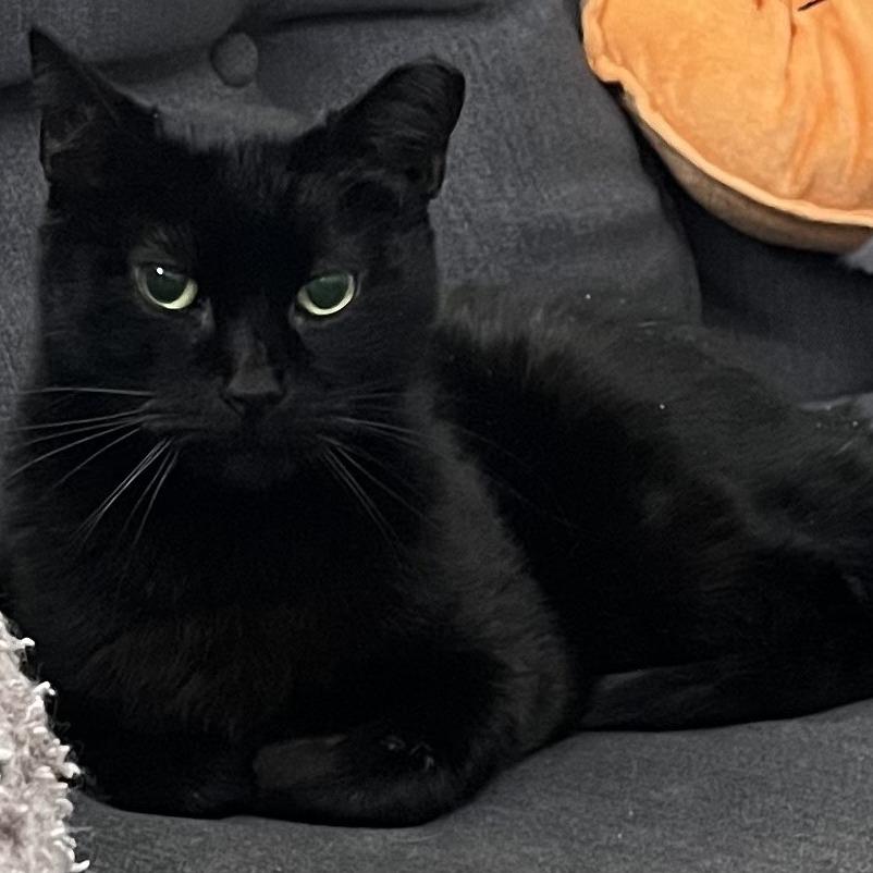 Baby Girl, a Adoptable Domestic Short Hair in Galveston, TX image 4/6