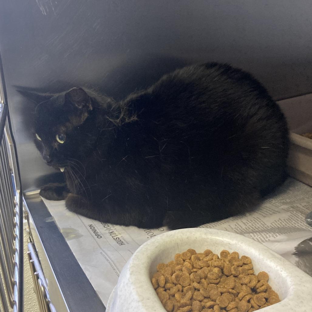 Baby Girl, a Adoptable Domestic Short Hair in Galveston, TX image 5/6