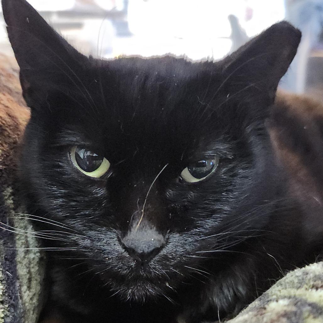 Baby Girl, a Adoptable Domestic Short Hair in Galveston, TX image 6/6