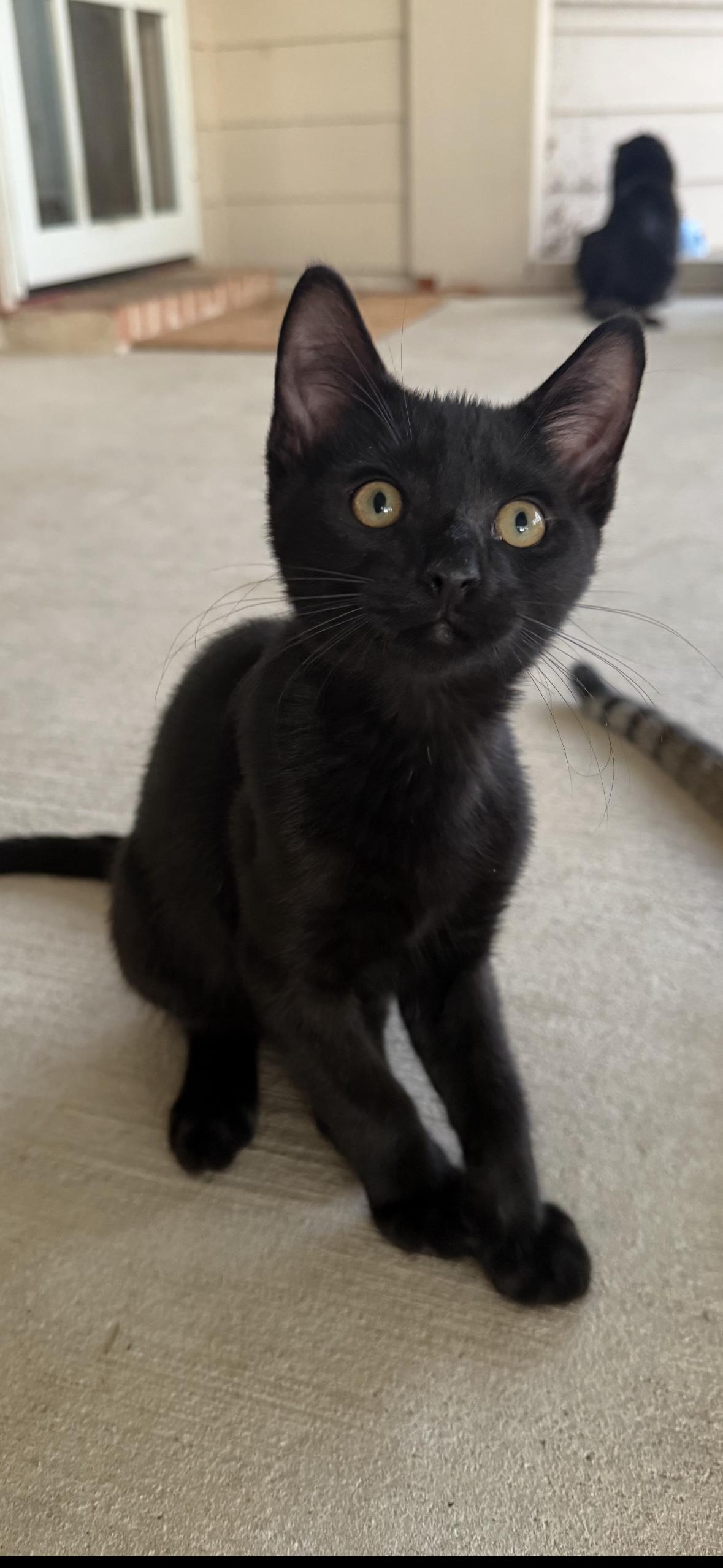 Mochi, Young Male Domestic Short Hair