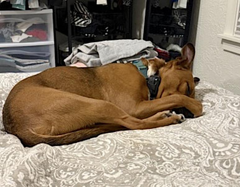 Milo photo 3