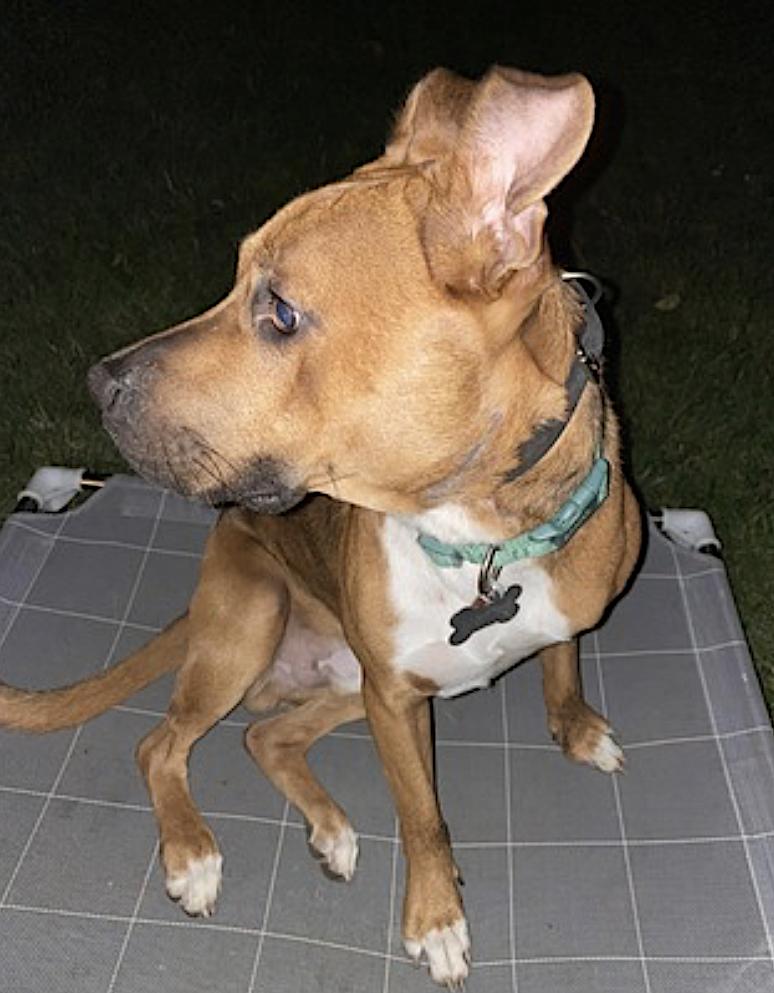 Milo photo 2