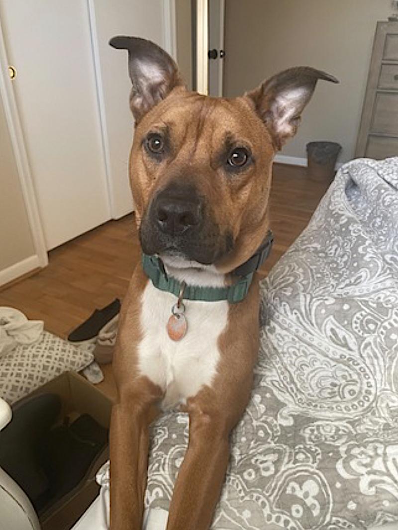 Milo photo 4