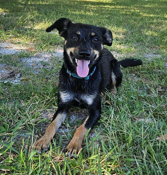 Enlarge Tilly, a Adoptable mixed breed in Oakland, NJ image 1/6