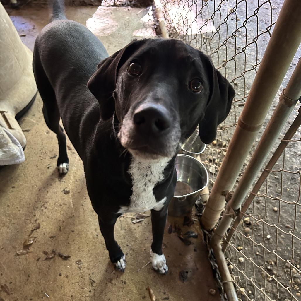 Dexter, Adoptable, Adult Male Hound.