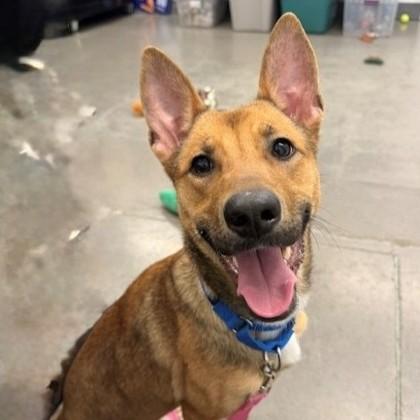 Enlarge Venus, an adopted mixed breed in Voorhees, NJ image 1/3