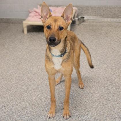 Enlarge Venus, an adopted mixed breed in Voorhees, NJ image 2/3