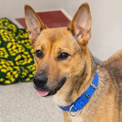 Enlarge Venus, an adopted mixed breed in Voorhees, NJ image 3/3