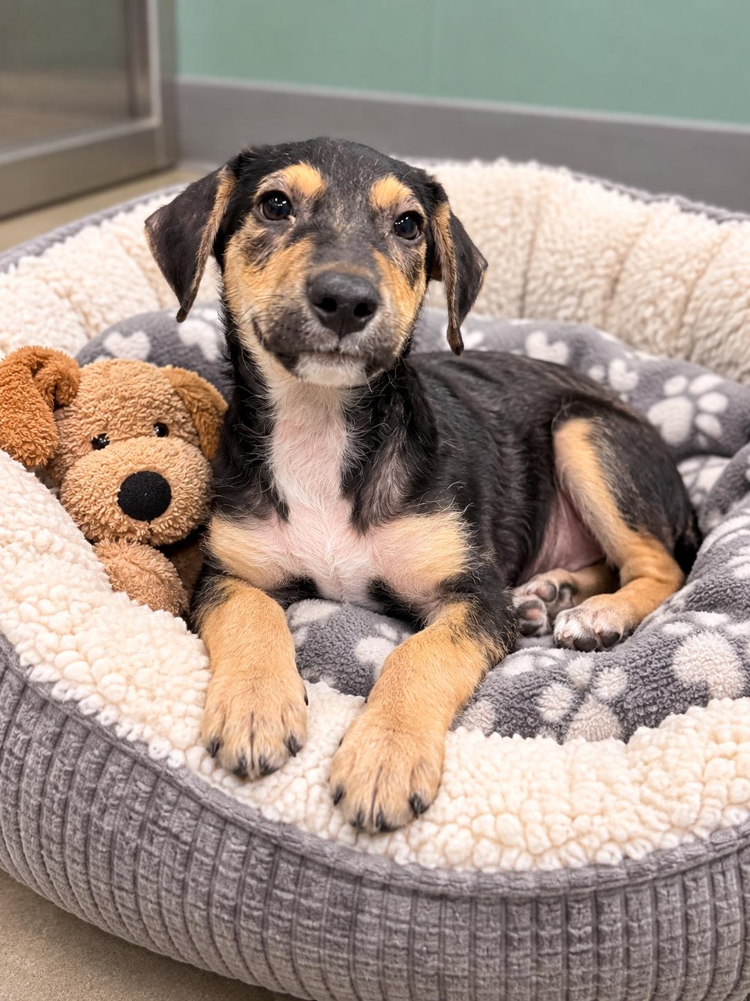 Freddie- just a puppy praying for a home, Adoptable, Puppy Male Mixed Breed.