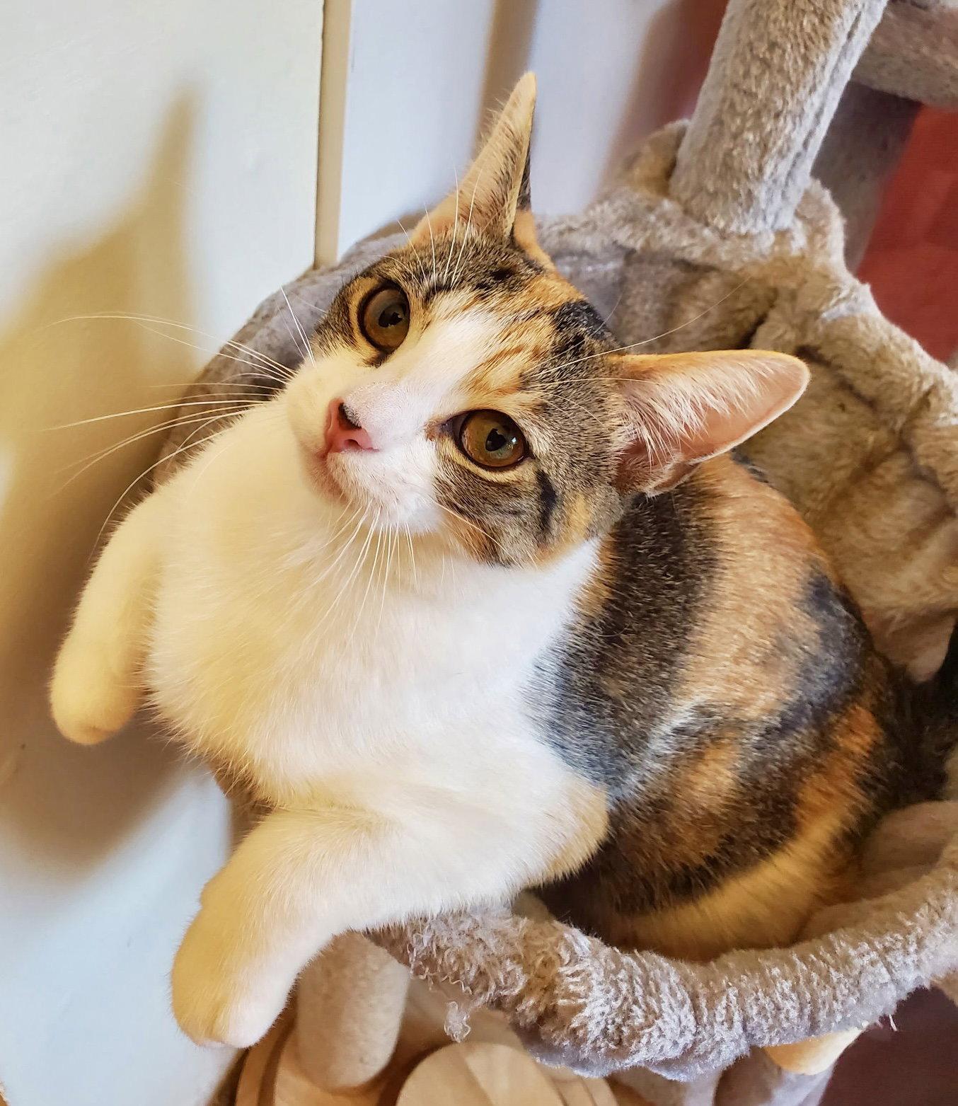Fontina, Adoptable, Young Female Domestic Short Hair & Calico.