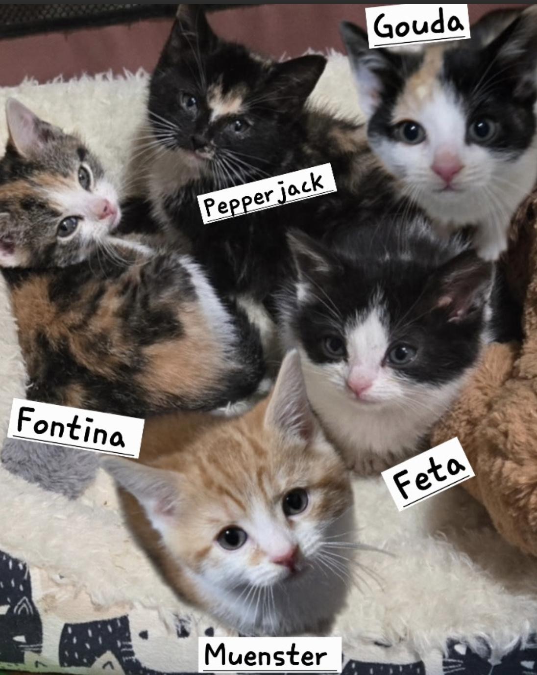 Enlarge Fontina, a Adoptable mixed breed in Flushing, NY image 1/2