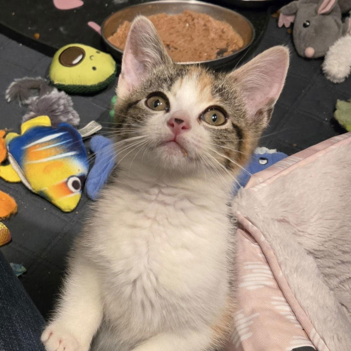 Enlarge Fontina, a Adoptable mixed breed in Flushing, NY image 2/2