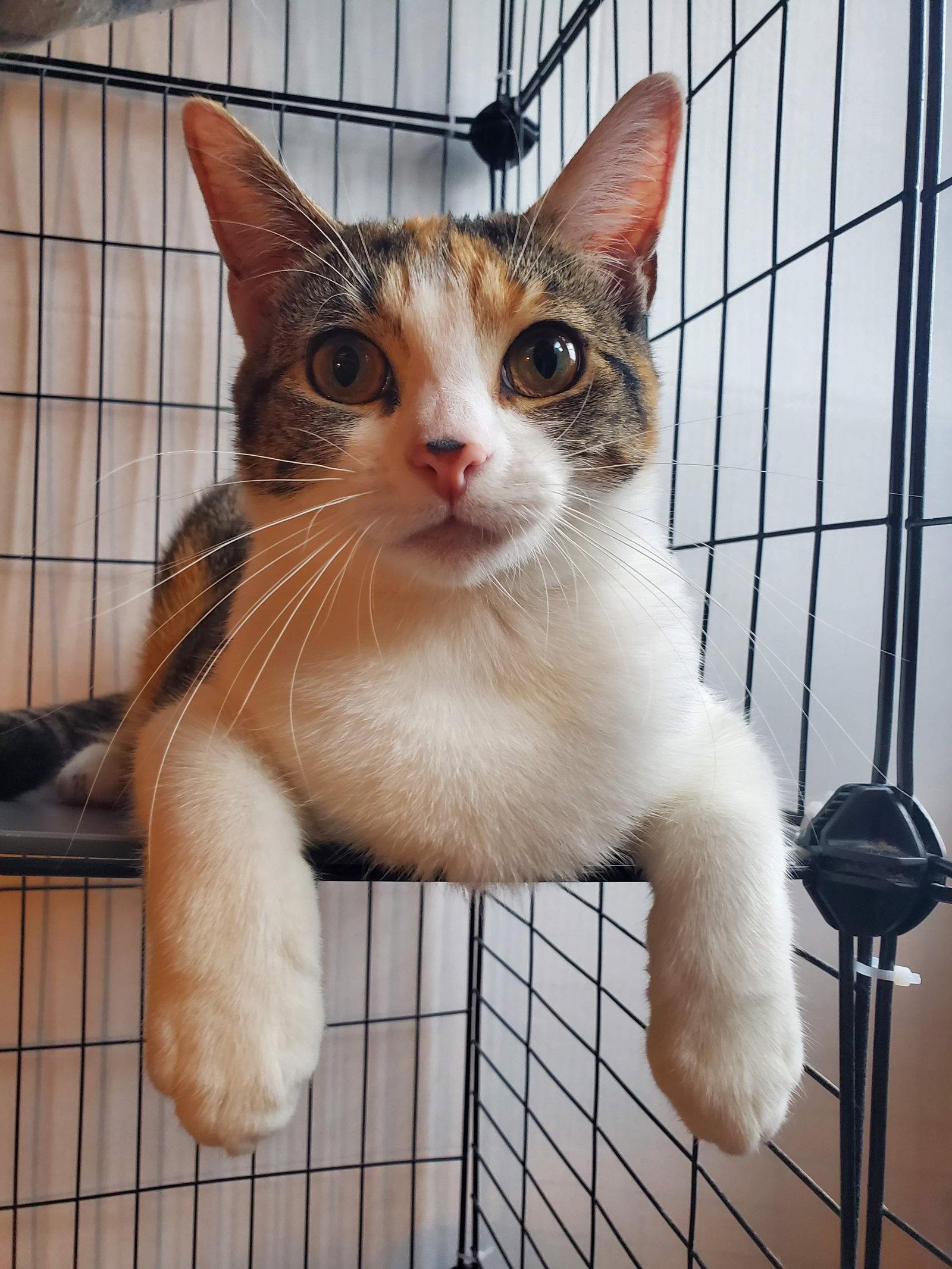 Fontina, a Adoptable mixed breed in Flushing, NY image 2/3