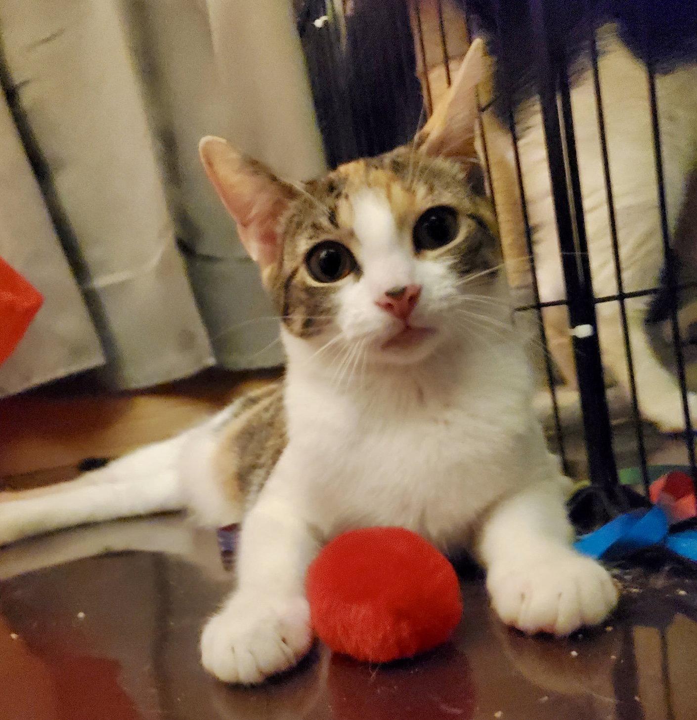 Enlarge Fontina, a Adoptable mixed breed in Flushing, NY image 3/3