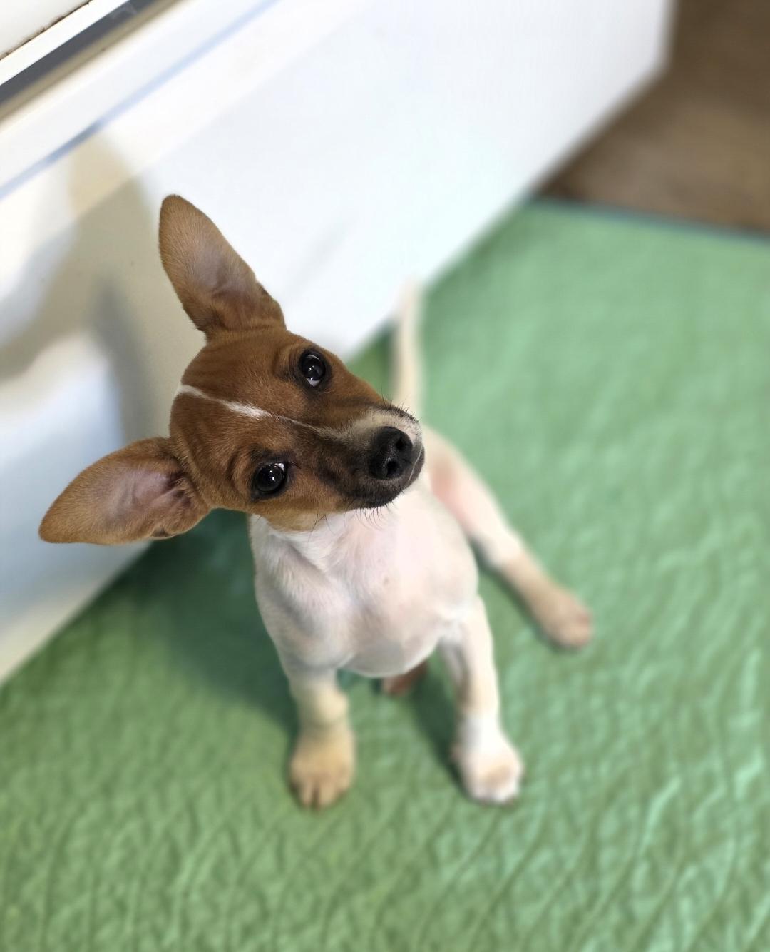 Enlarge LA, a ADOPTABLE Chihuahua in Lincoln, NE image 1/5