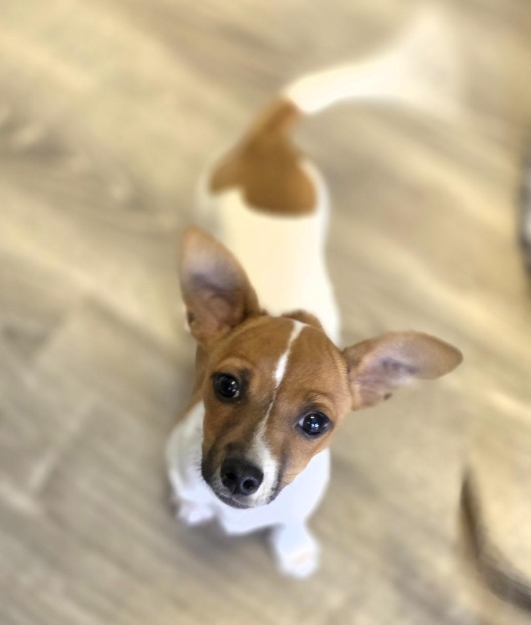 Enlarge LA, a ADOPTABLE Chihuahua in Lincoln, NE image 2/5