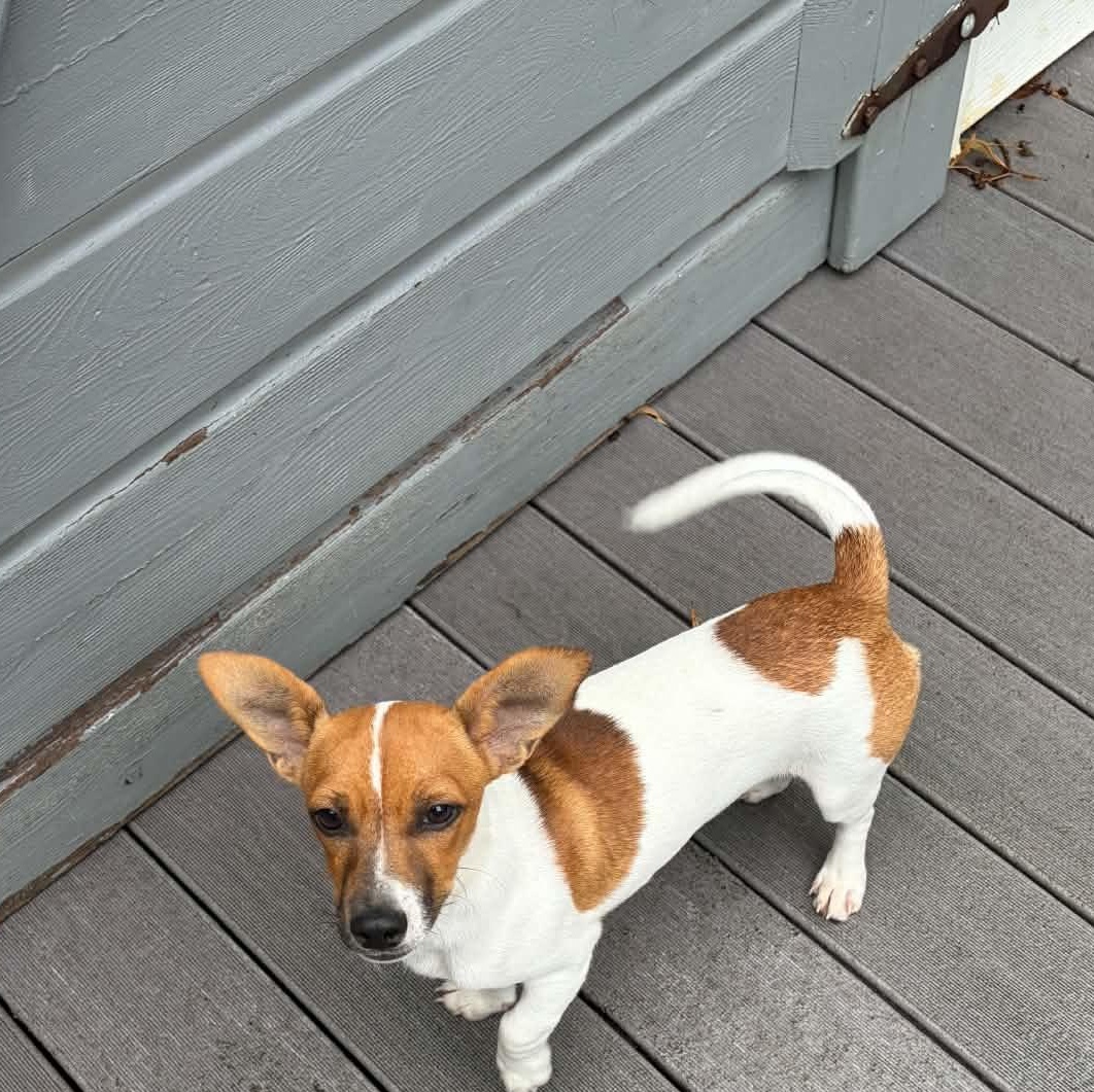 Enlarge LA, a ADOPTABLE Chihuahua in Lincoln, NE image 4/5