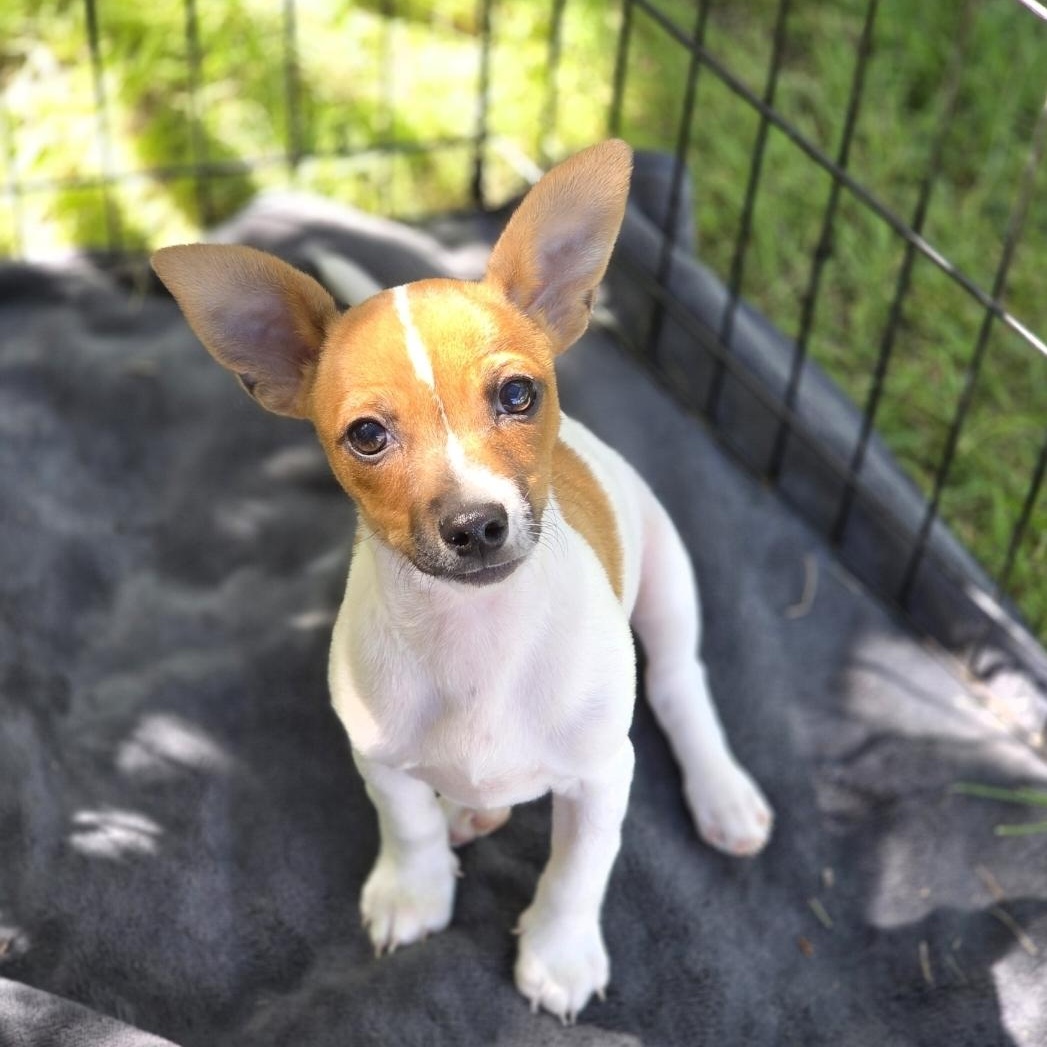 Enlarge LA, a ADOPTABLE Chihuahua in Lincoln, NE image 3/5