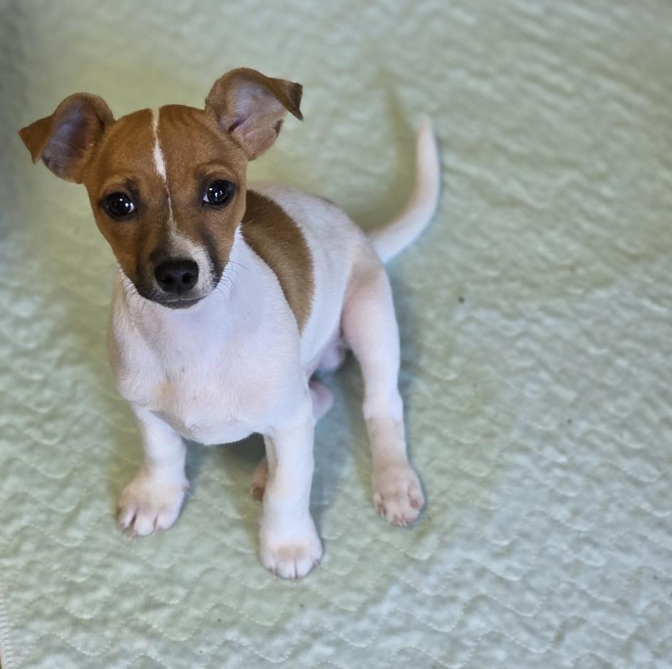 Enlarge LA, a ADOPTABLE Chihuahua in Lincoln, NE image 5/5