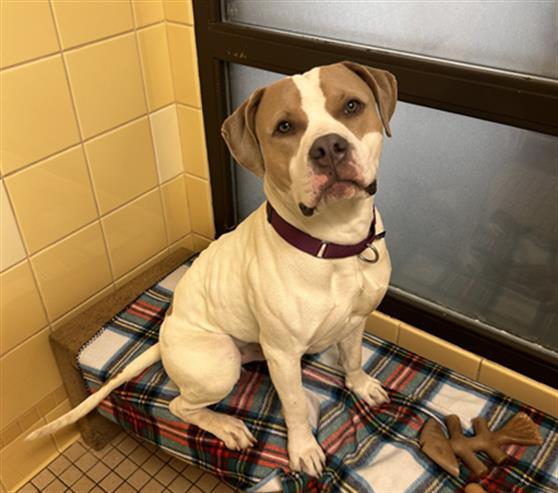 Enlarge ANTON, a Adoptable mixed breed in Denver, CO image 1/1