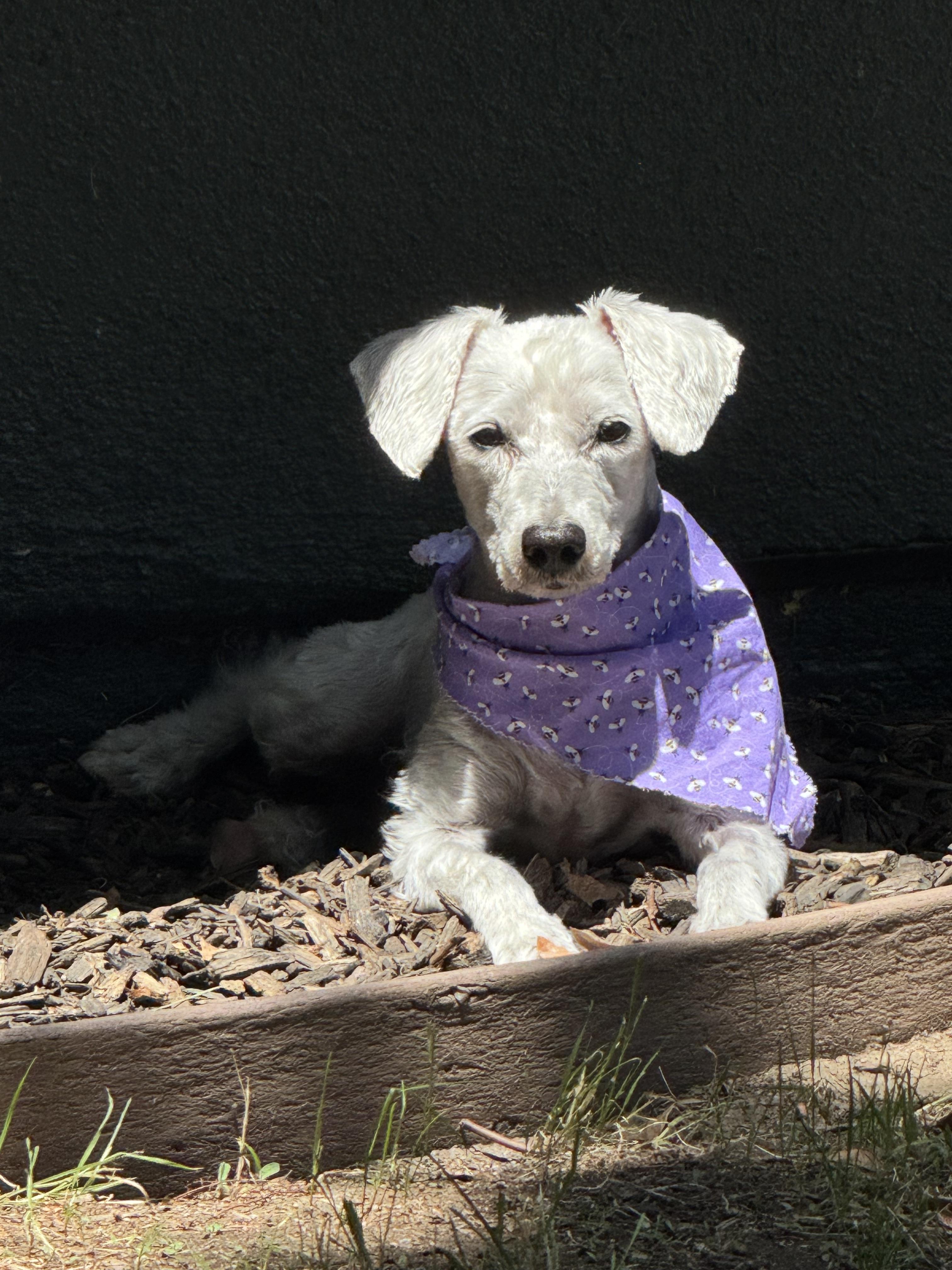 Enlarge Trudie, a ADOPTABLE mixed breed in Redlands , CA image 2/6