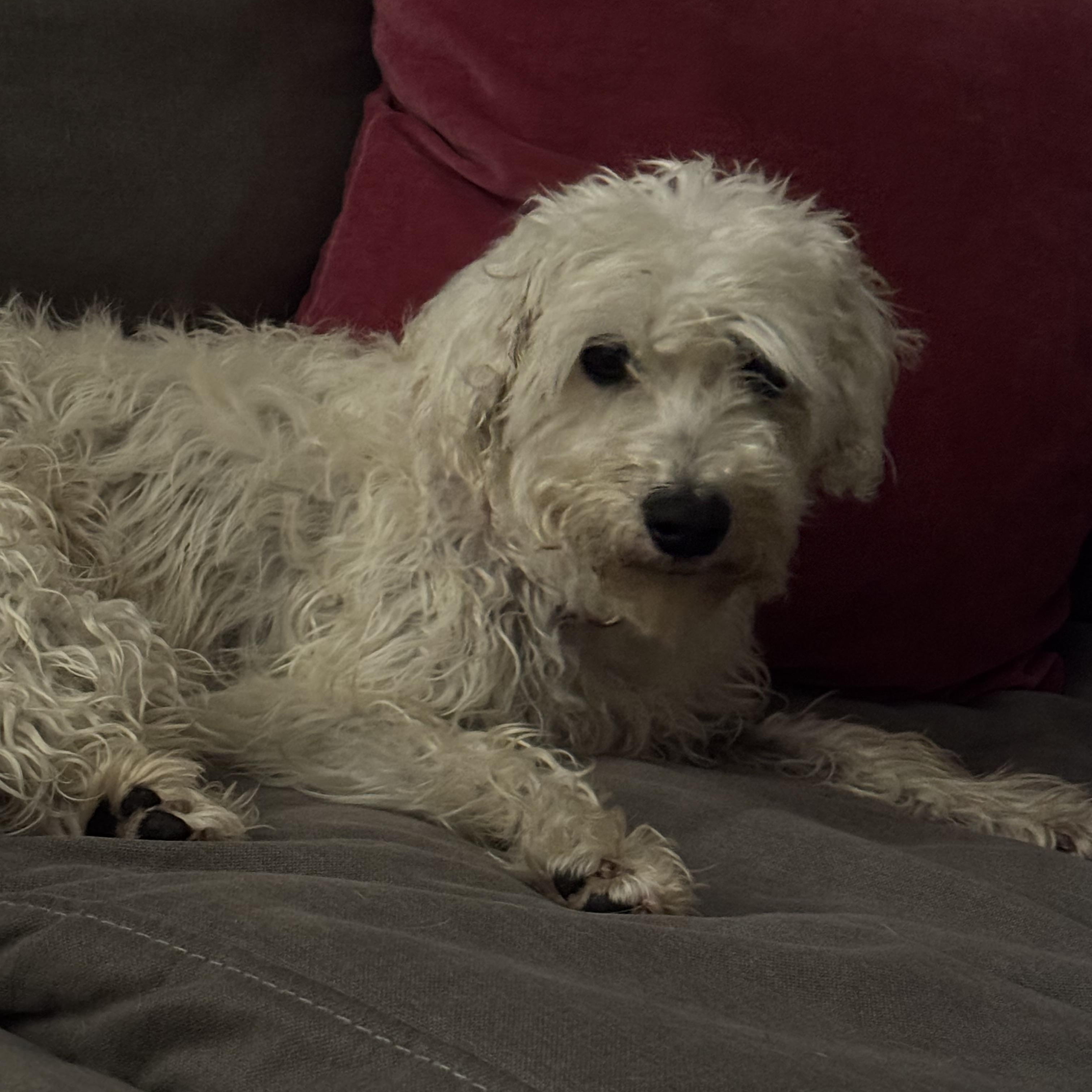 Enlarge Trudie, a ADOPTABLE mixed breed in Redlands , CA image 6/6