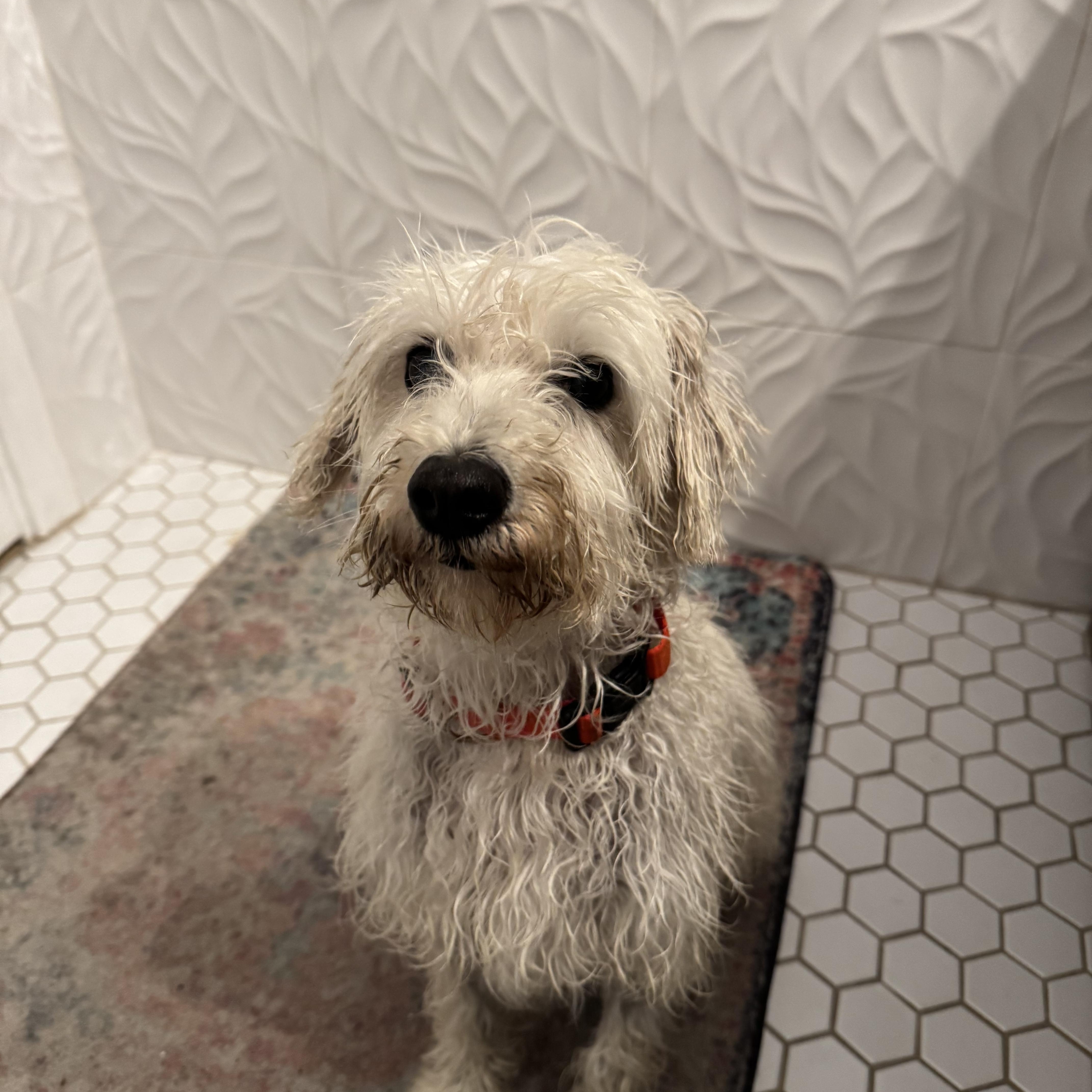 Enlarge Trudie, a ADOPTABLE mixed breed in Redlands , CA image 5/6