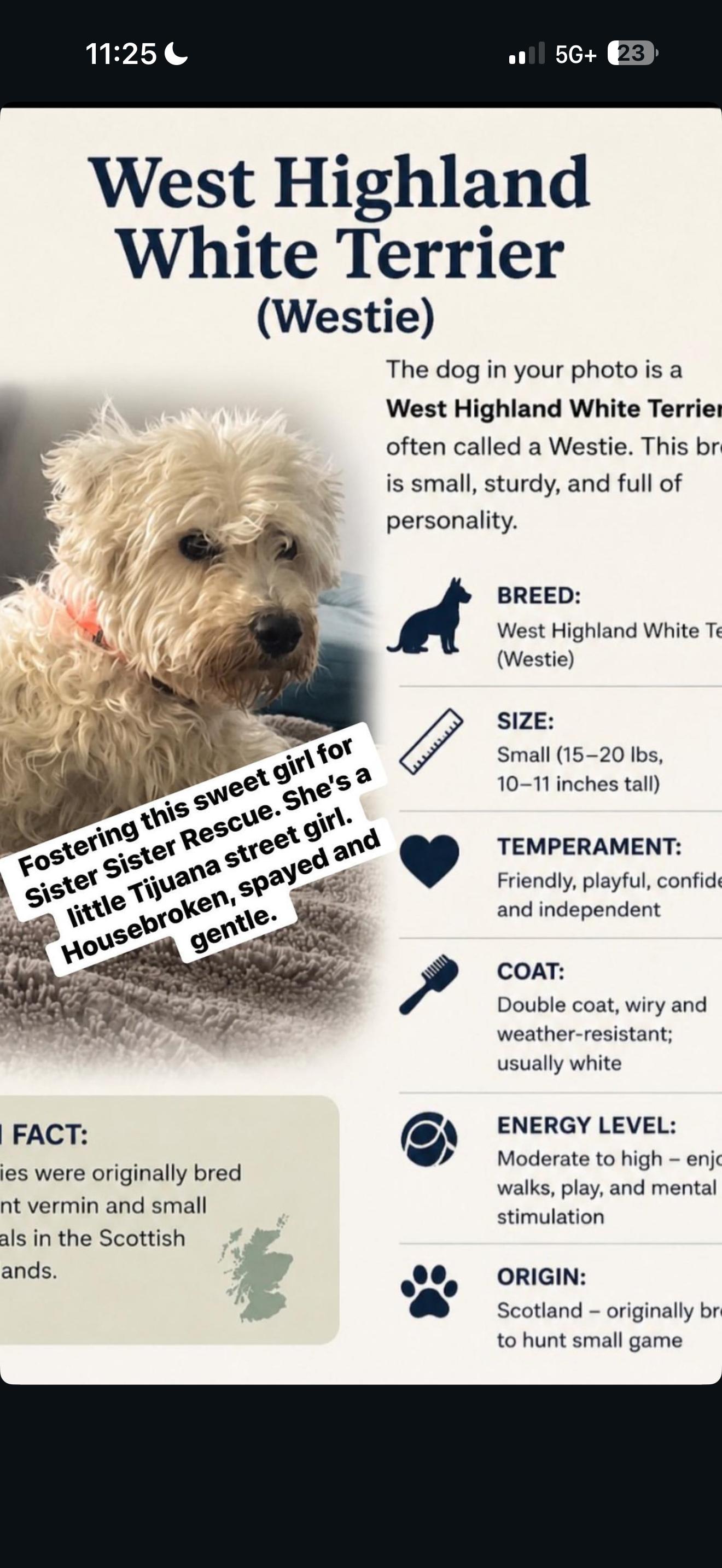 Enlarge Trudie, a ADOPTABLE mixed breed in Redlands , CA image 3/6