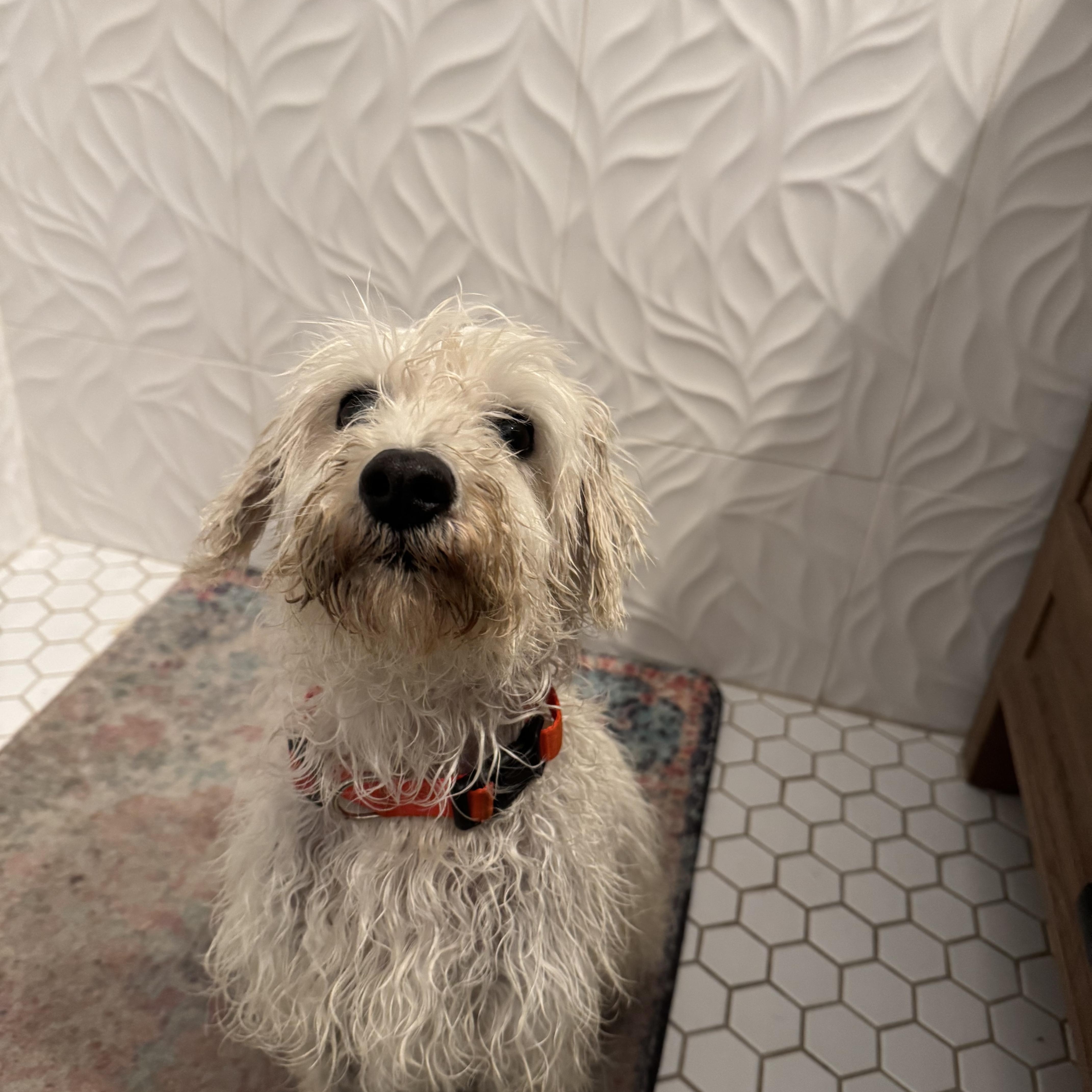 Enlarge Trudie, a ADOPTABLE mixed breed in Redlands , CA image 4/6
