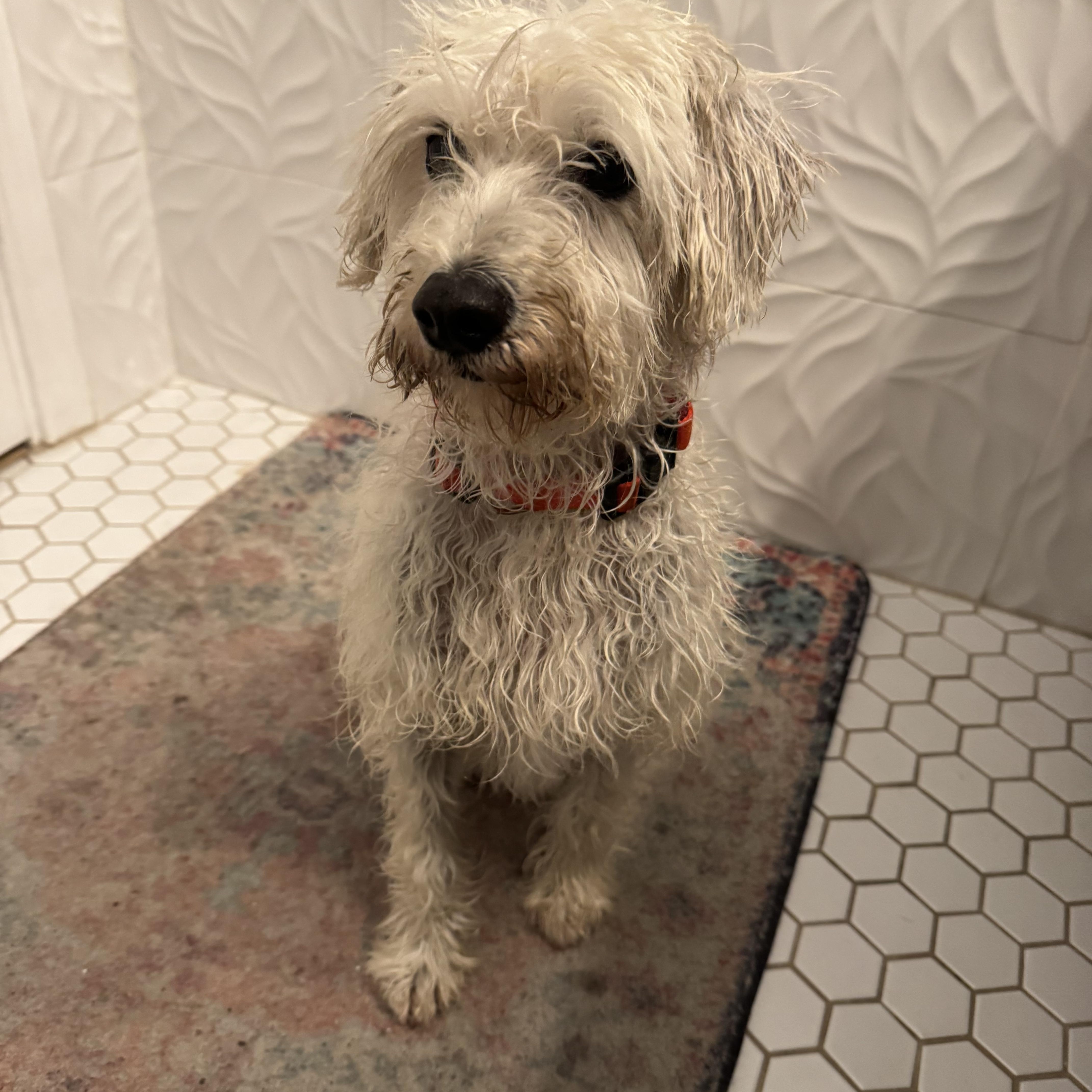 Trudie, ADOPTABLE, Adult Female West Highland White Terrier / Westie & Miniature Poodle.
