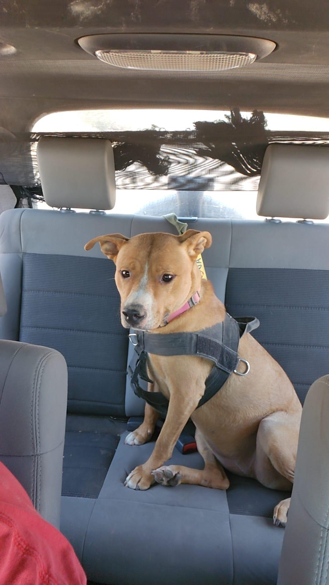 Enlarge Raya, a Adoptable mixed breed in Tucson, AZ image 2/6