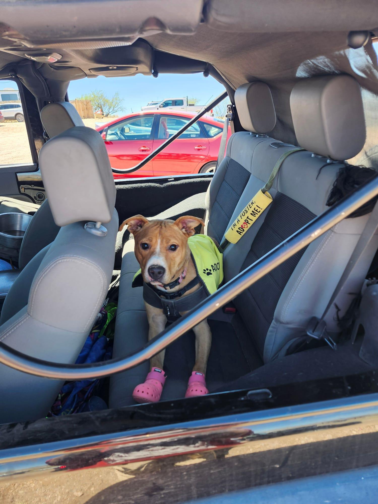 Raya, Adoptable, Adult Female Rhodesian Ridgeback.