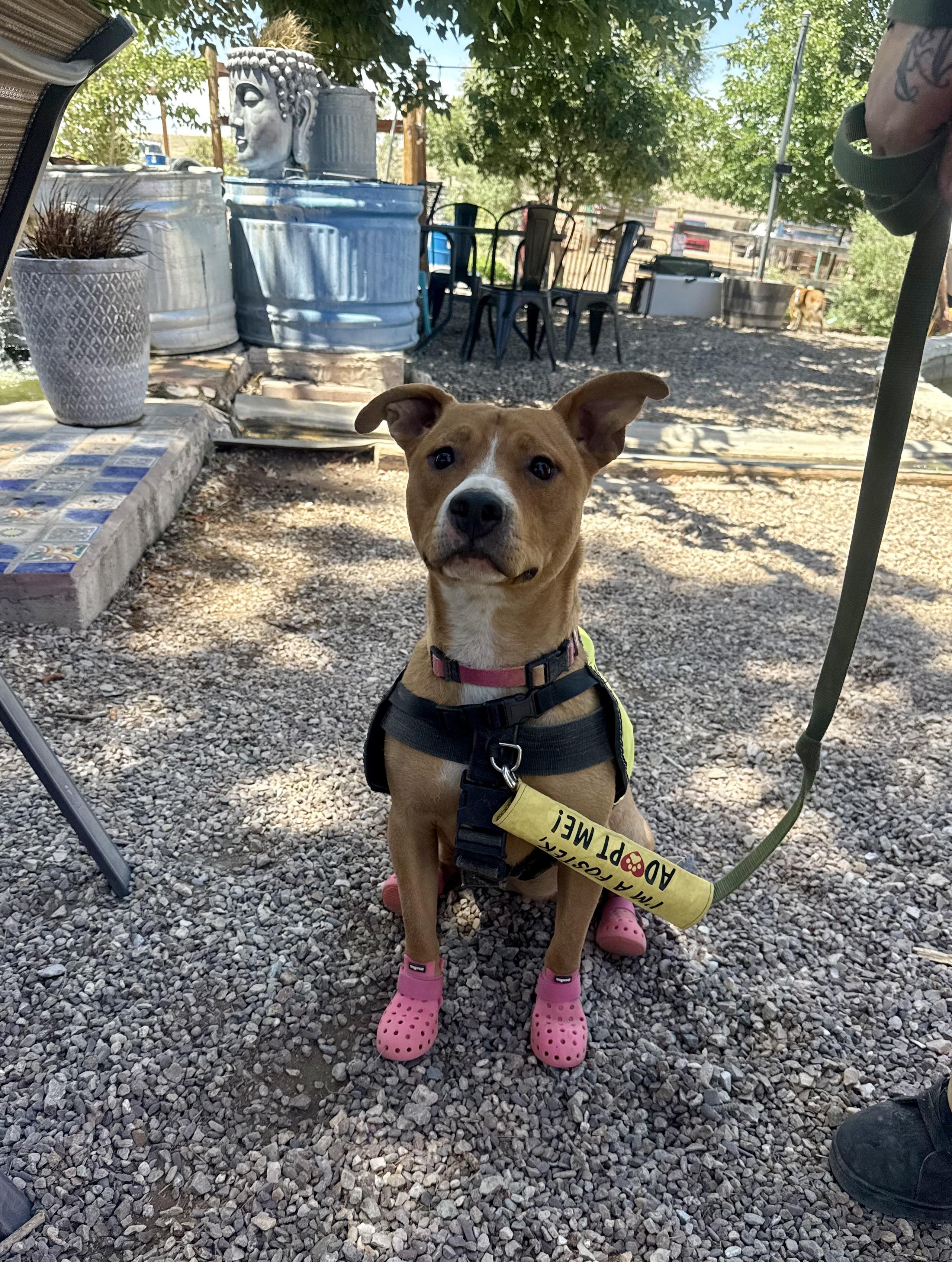 Raya, a Adoptable mixed breed in Tucson, AZ image 2/6