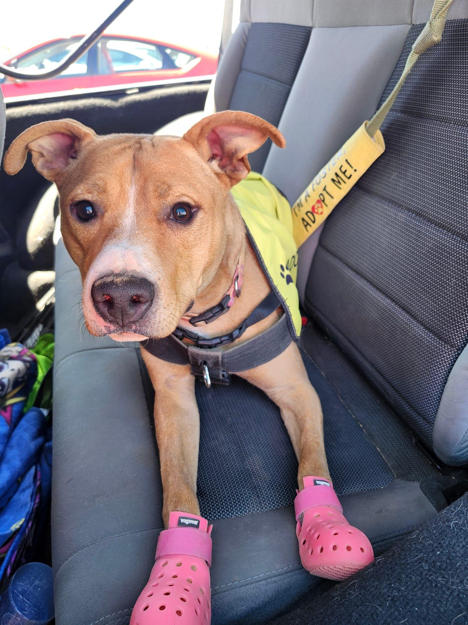 Raya, a Adoptable mixed breed in Tucson, AZ image 5/6