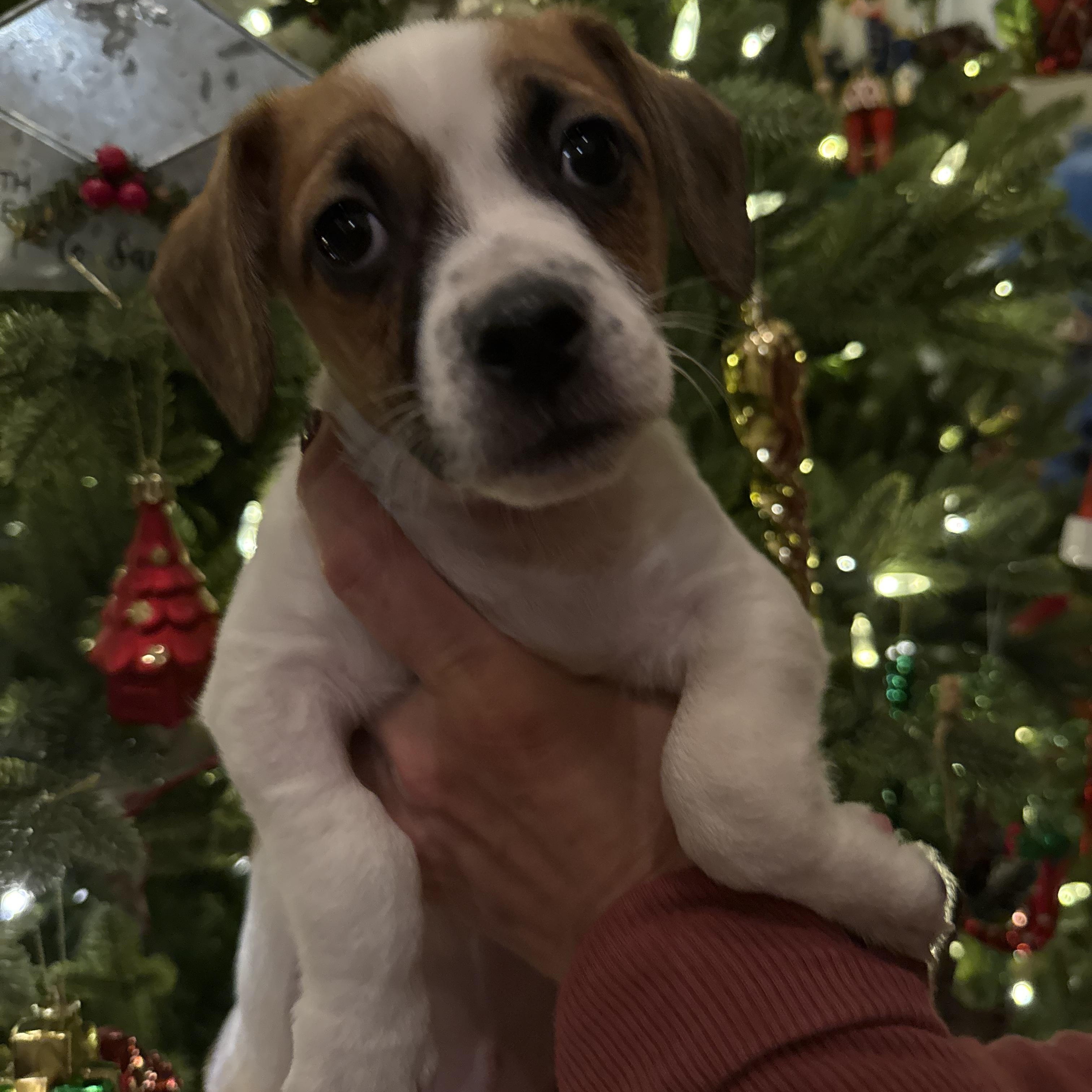 Yule log , a ADOPTABLE Mixed Breed image 1/2