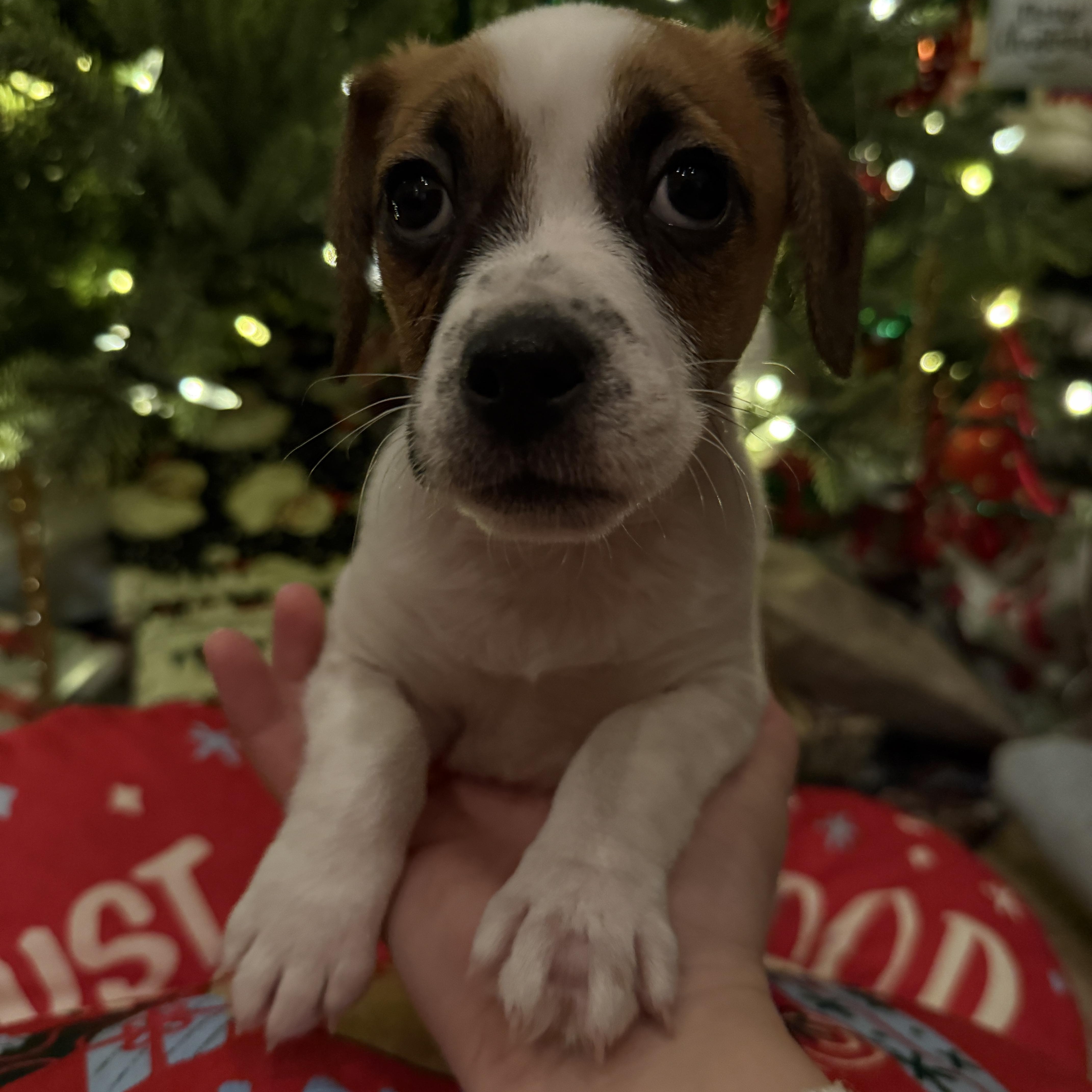 Yule log , a ADOPTABLE Mixed Breed image 2/2