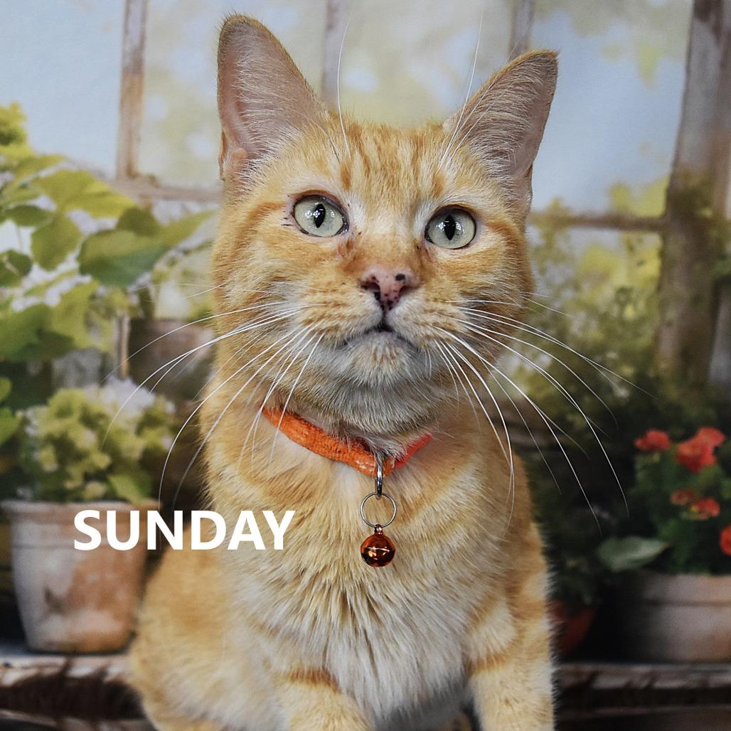 Sunday — thumbnail 2