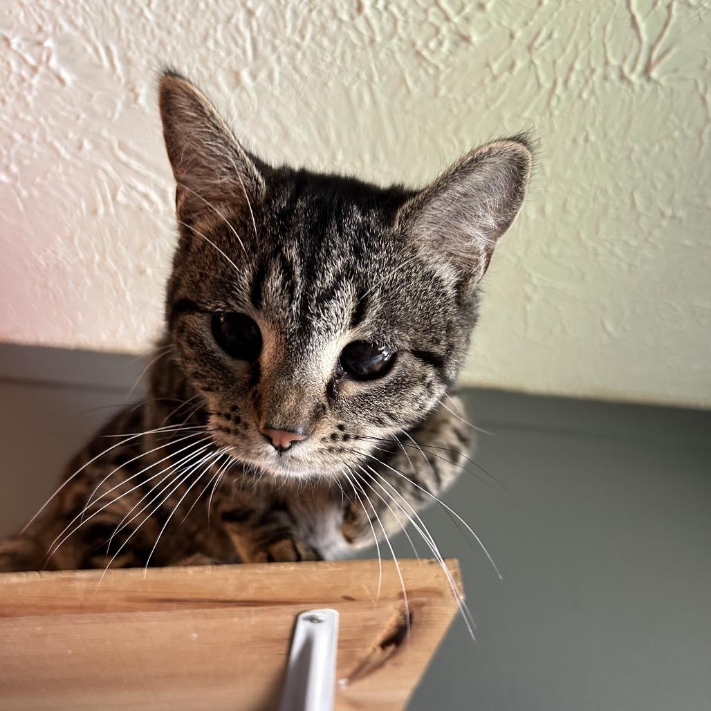 Enlarge Hide, a Adoptable Domestic Short Hair in Muncie, IN image 1/2