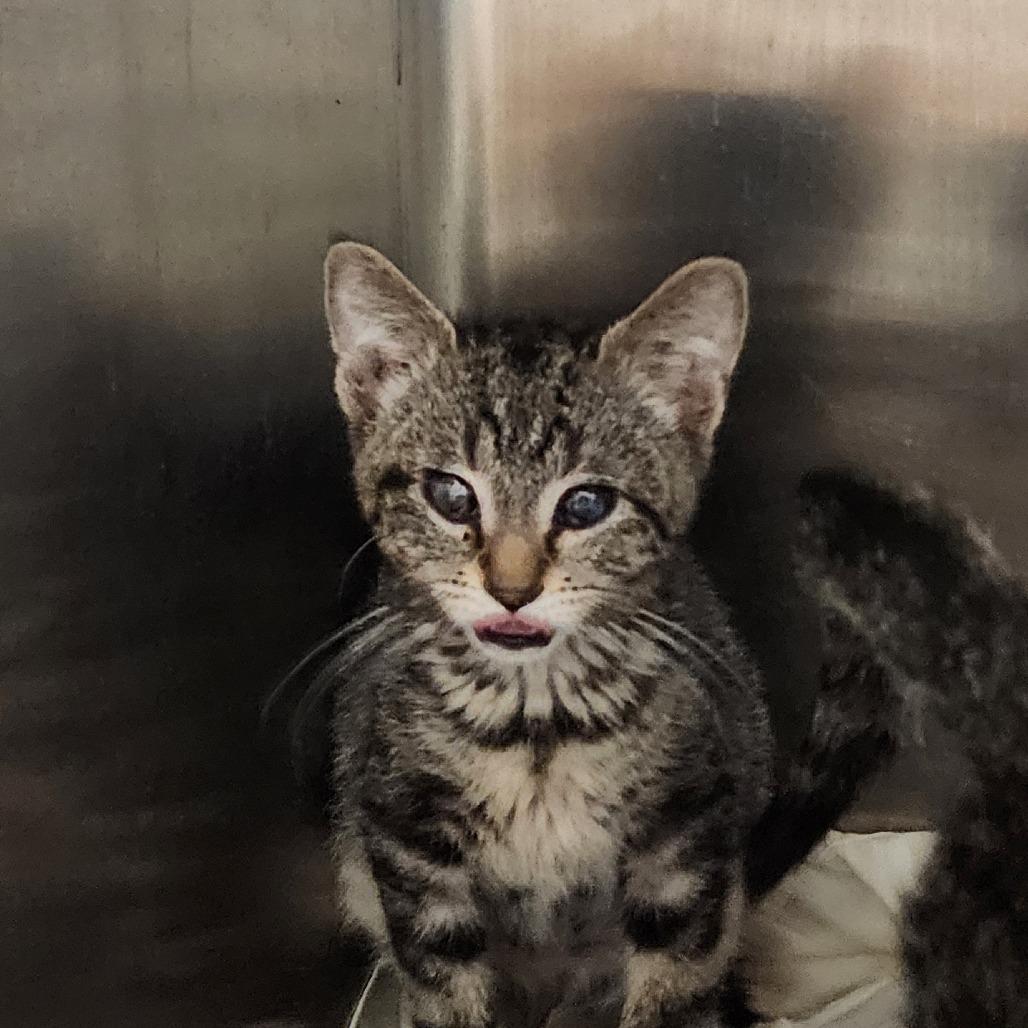 Enlarge Hide, a Adoptable Domestic Short Hair in Muncie, IN image 2/2