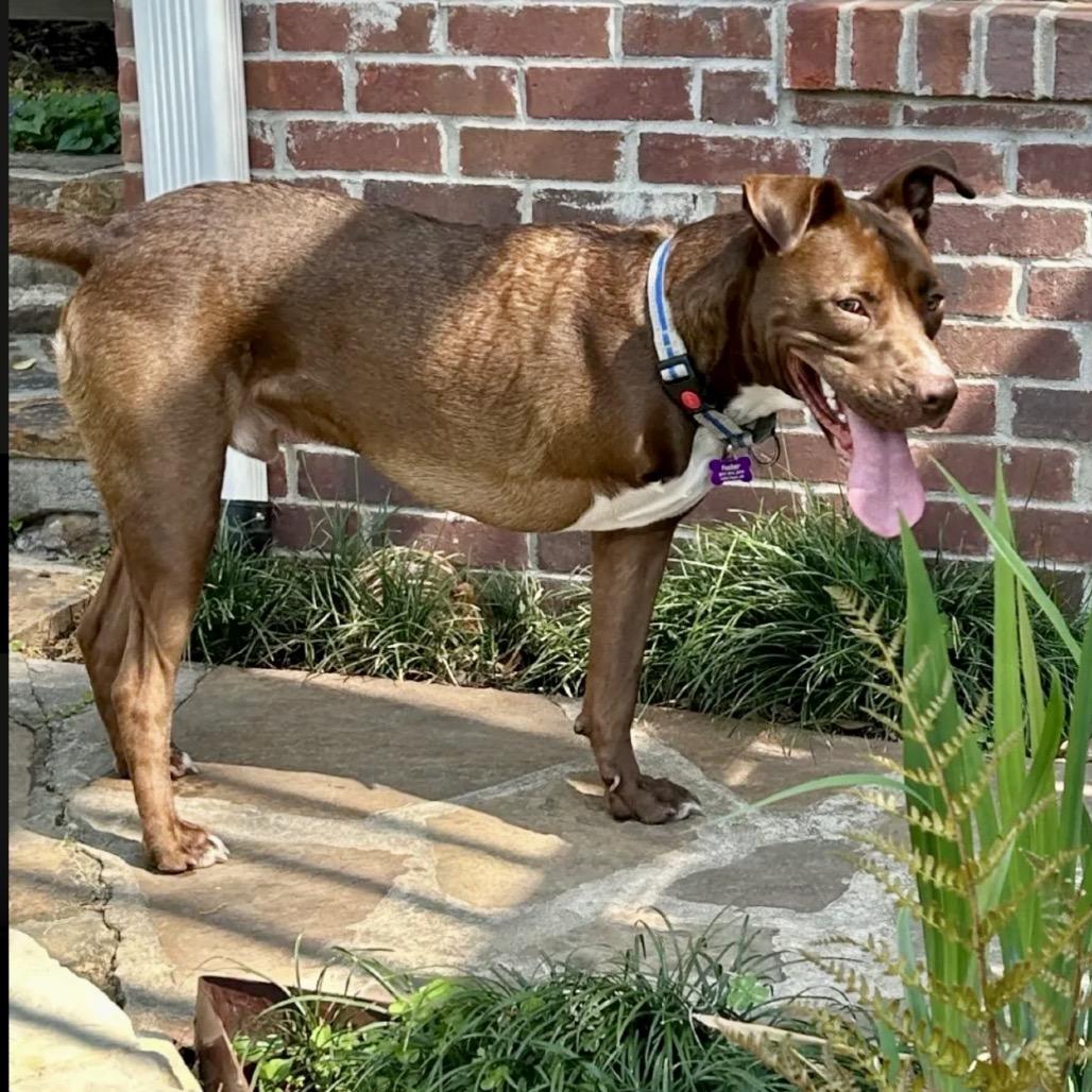 Winston, Adoptable, Adult Male Terrier & Chocolate Labrador Retriever.