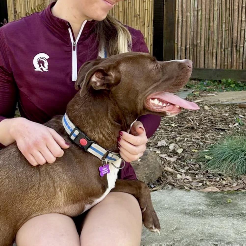 Winston, Adoptable, Adult Male Terrier & Chocolate Labrador Retriever.