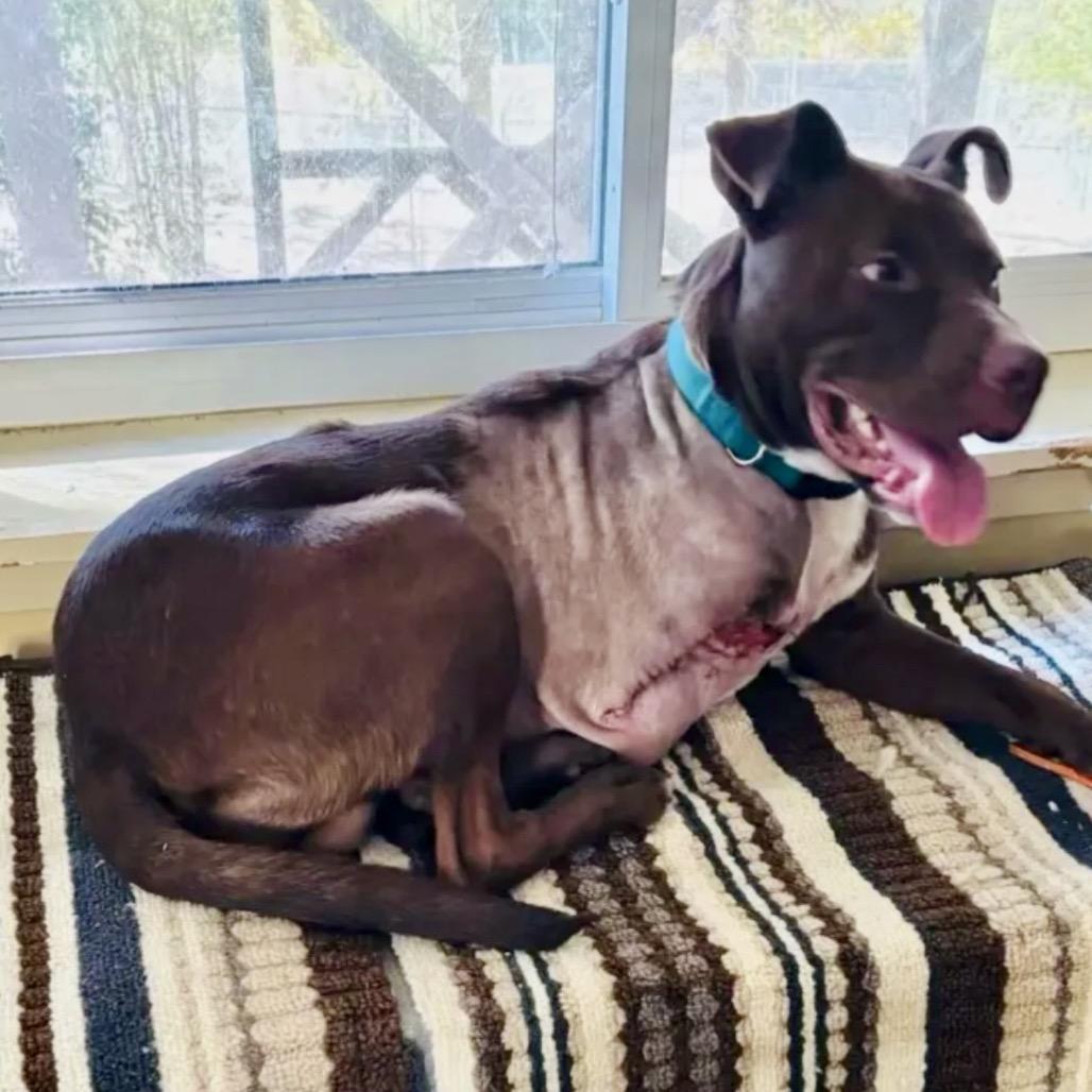 Enlarge Winston, a Adoptable mixed breed in Little Rock, AR image 3/6