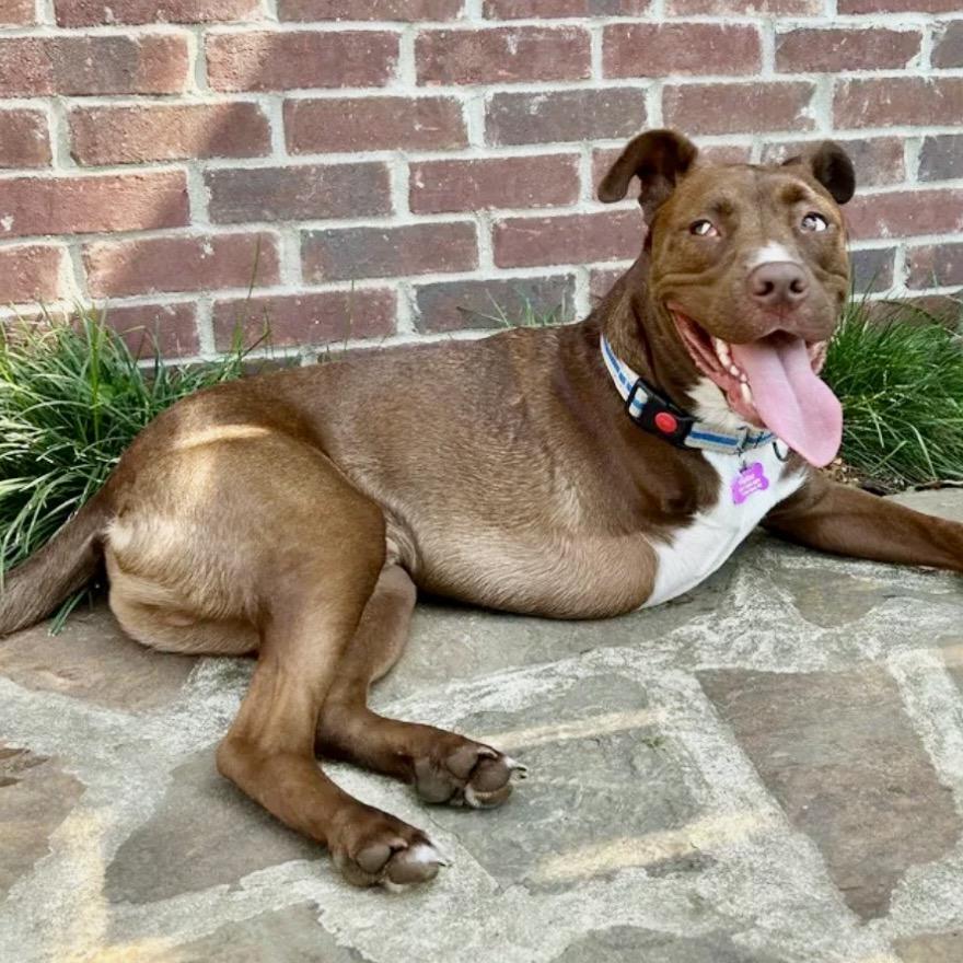 Enlarge Winston, a Adoptable mixed breed in Little Rock, AR image 4/6