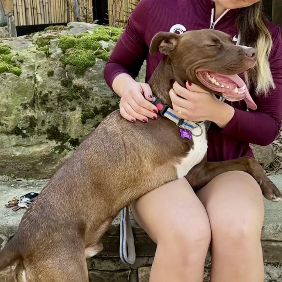 Enlarge Winston, a Adoptable mixed breed in Little Rock, AR image 5/6