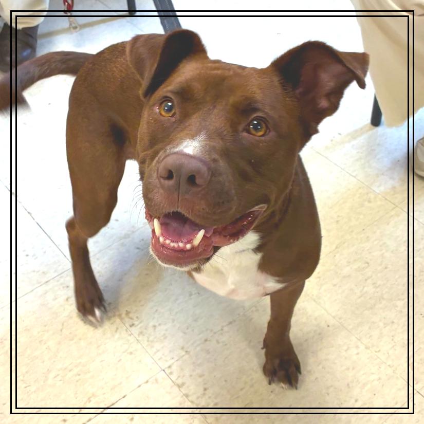 Winston, a Adoptable mixed breed in Little Rock, AR image 5/6