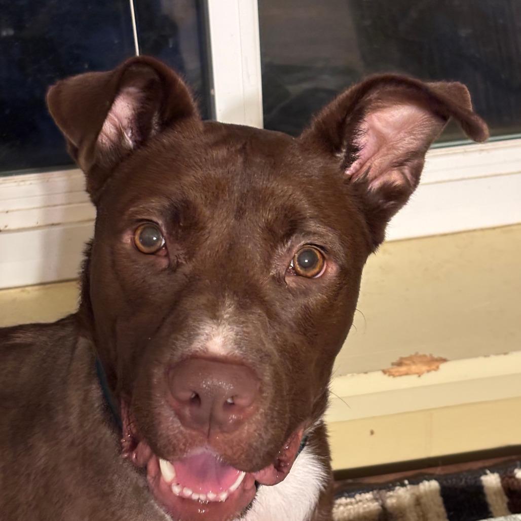 Enlarge Winston, a Adoptable mixed breed in Little Rock, AR image 6/6