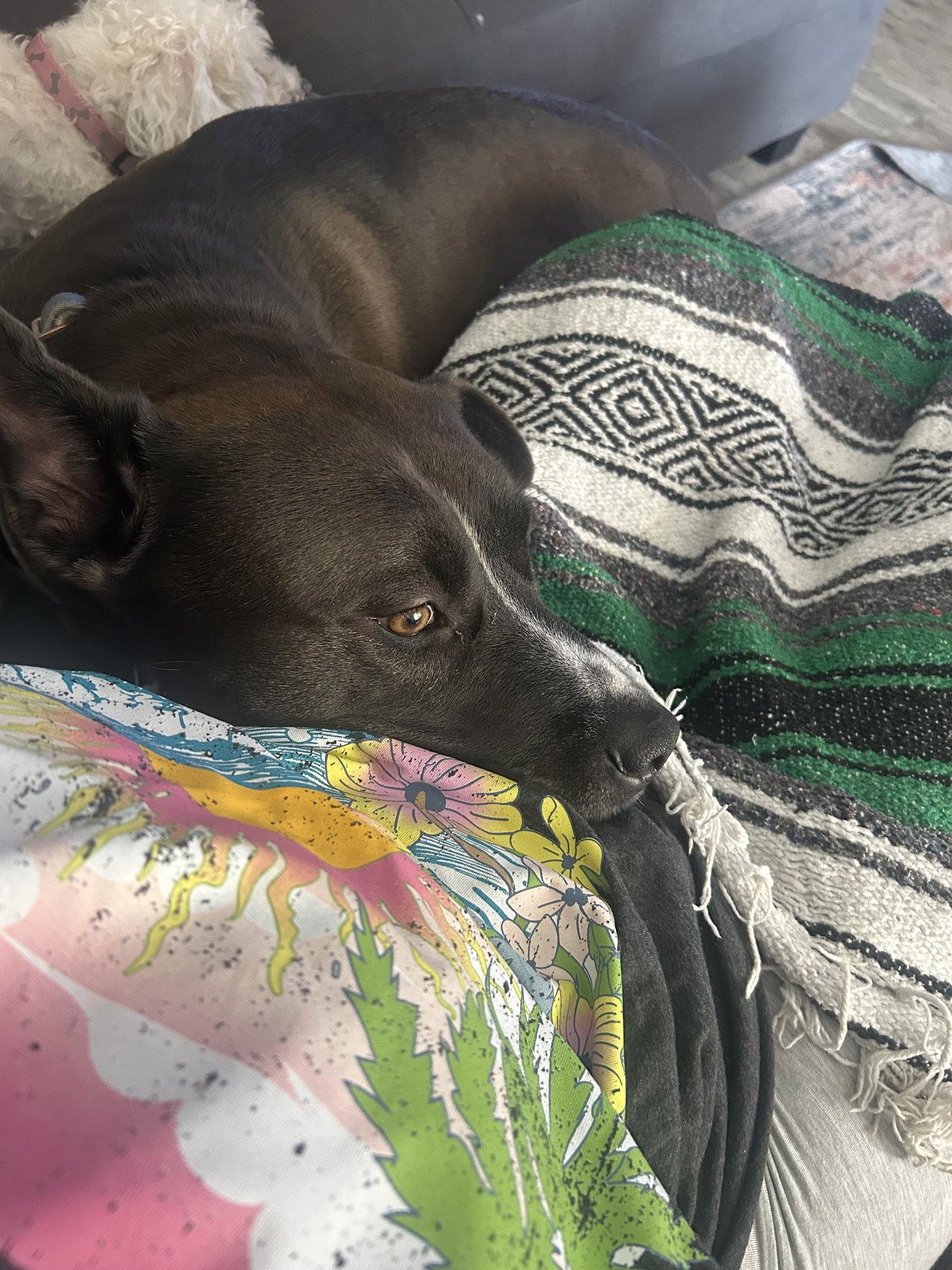 TUGBOAT, Adoptable, Young Male Staffordshire Bull Terrier & Black Labrador Retriever.